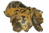 Fossil Mud Lobster (Thalassina) - Australia #109302-2